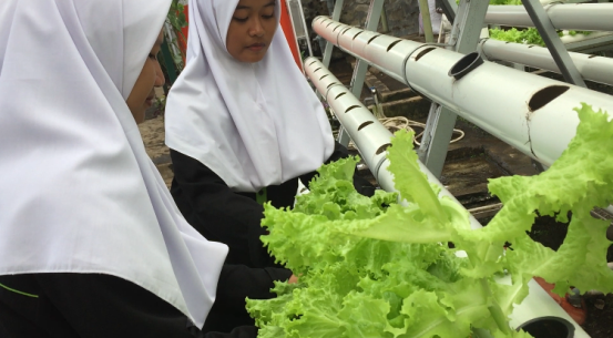 bbpplembang panenpengemasanselada2.JPG