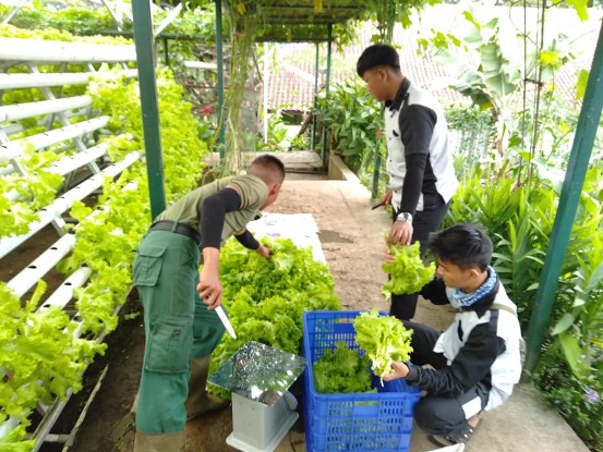 bbpplembang panenselada hidroponik1