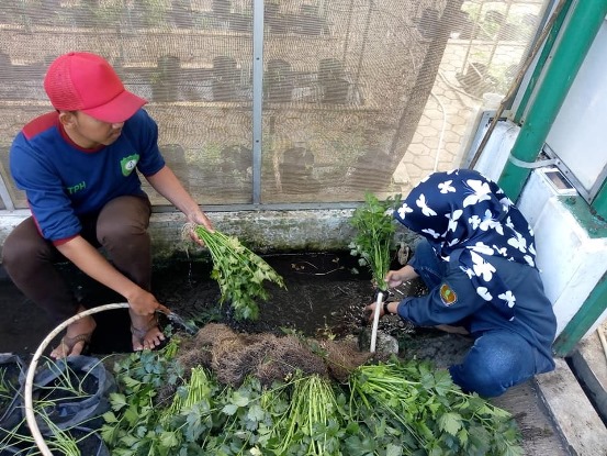 bbpplembang panenseledri1