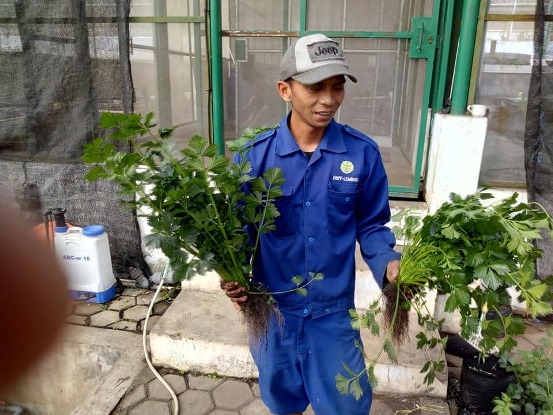 bbpplembang panenseledri3