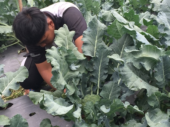 bbpplembang pascapanen brokoli