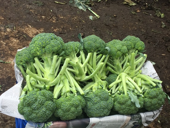 bbpplembang pascapanen brokoli2