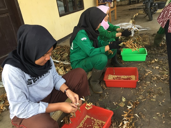 bbpplembang pascapanen kedelai1