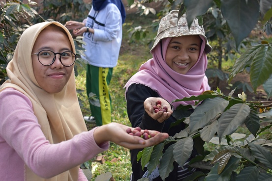 bbpplembang pascapanen kopi