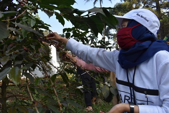 bbpplembang pascapanen kopi1