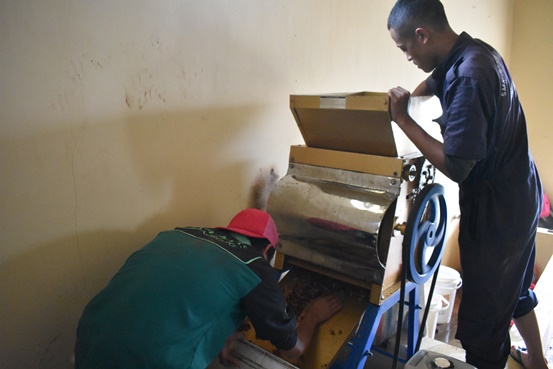 bbpplembang pascapanen kopi2