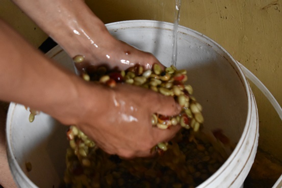 bbpplembang pascapanen kopi3