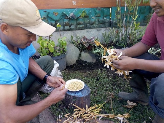 bbpplembang penanamankedelai