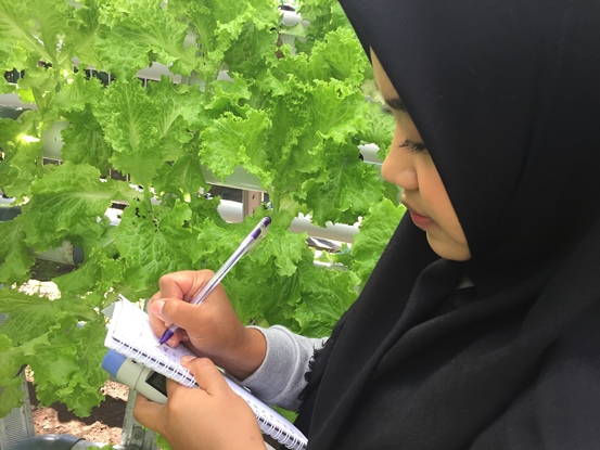 bbpplembang pengamatan selada