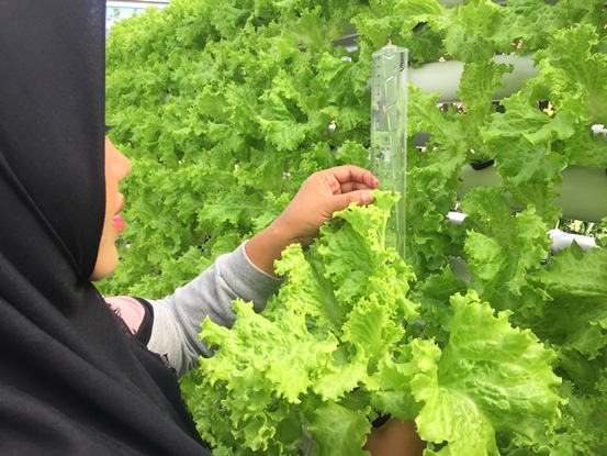 bbpplembang pengamatan selada1