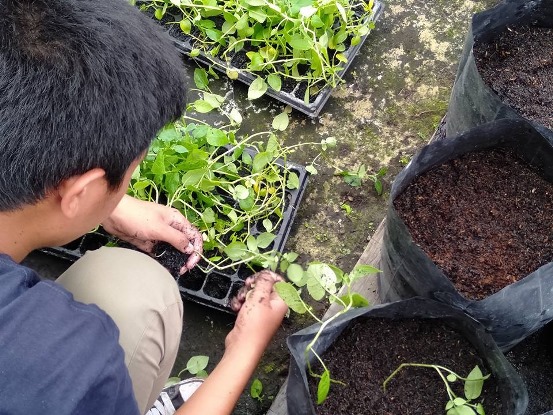 bbpplembang perbanyakankentang2