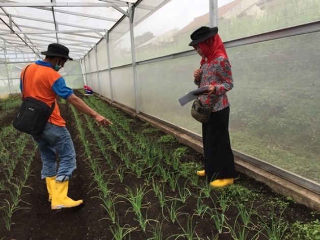 bbpplembang sertifikasi bawang merah5