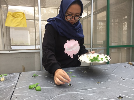 bbpplembang tanamkentang aeroponik1