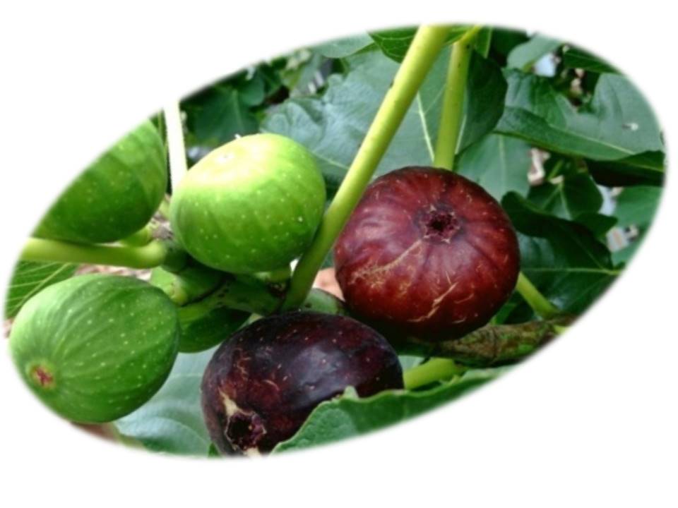 bbpplembang teh tin buah