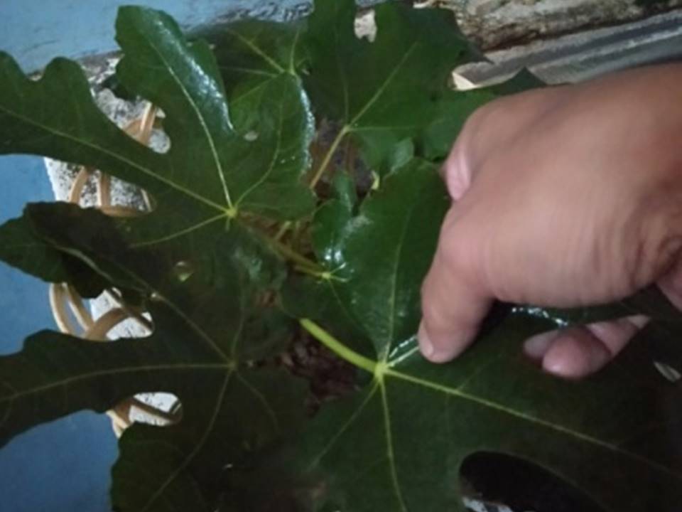 bbpplembang teh tin daun