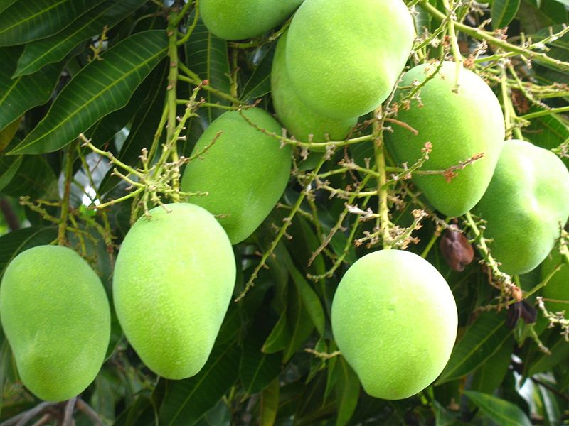 buah mangga