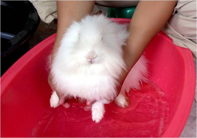 bbppl-kelinci 02.jpg