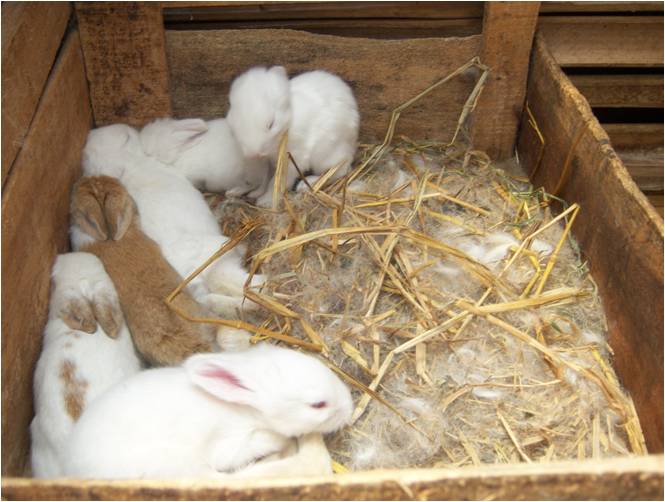 bbppl-kelinci 03.jpg