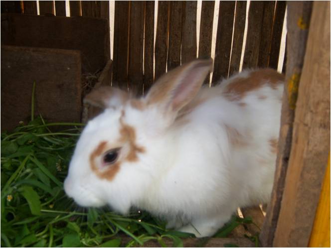 bbppl-kelinci 04.jpg