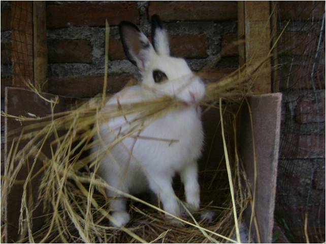 bbppl-kelinci 05.jpg