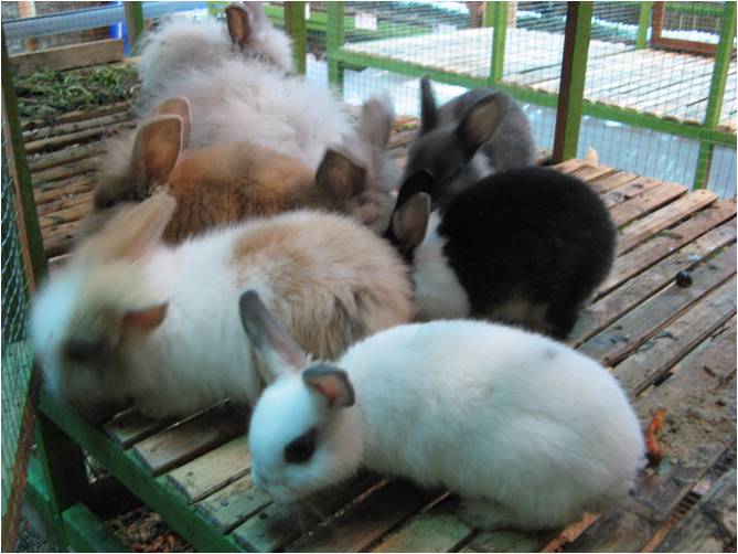 bbppl-kelinci 06.jpg