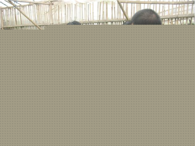 bbppl-Univ Muhamadiyah Bengkulu-kaktus.jpg