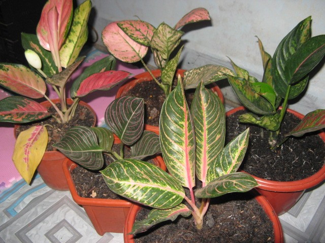 aglaonema2.JPG